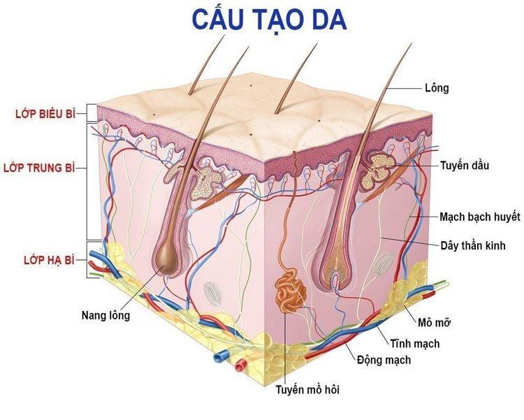 Hình ảnh giải phẫu cấu tạo da