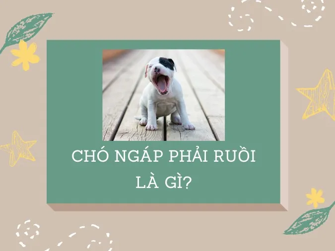 Giải thích ý nghĩa thành ngữ “Chó ngáp phải ruồi” là gì? 1