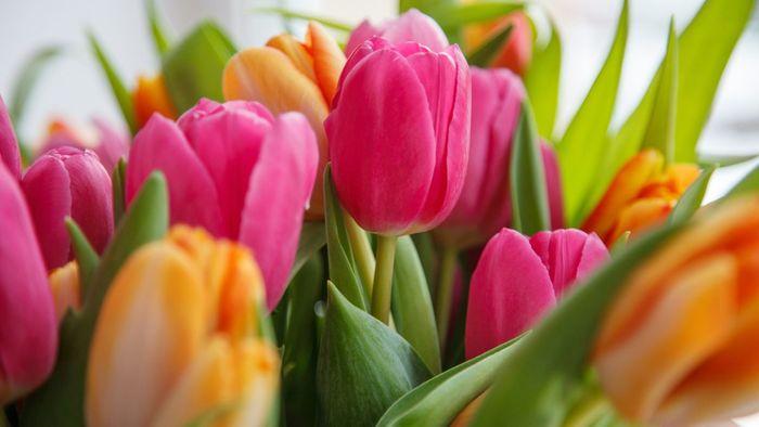 Vẽ hoa tulip có ý nghĩa gì?