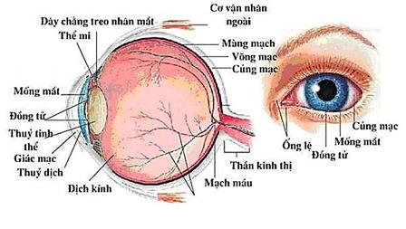 Lý thuyết Mắt | Vật lí lớp 11 (ảnh 1)