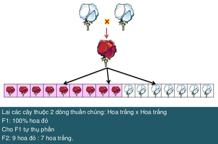 Tương tác bổ trợ, bổ sung