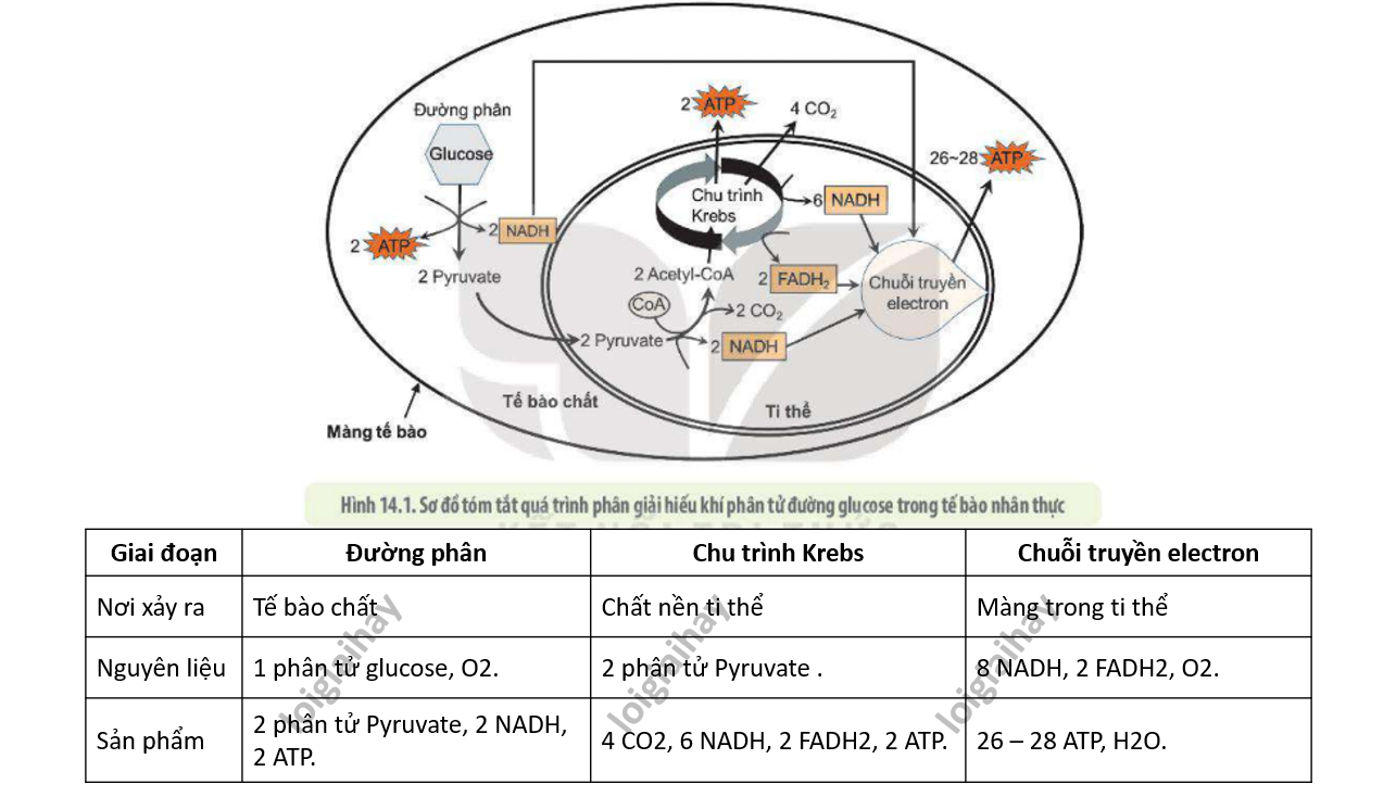 Lý thuyết phân giải và tổng hợp các chất trong tế bào - Sinh 10 Kết nối tri thức</>