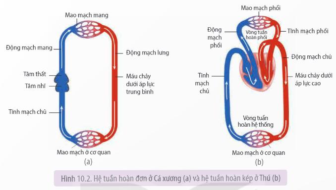 Lý thuyết Tuần hoàn ở động vật - Sinh học 11 Kết nối tri thức</>