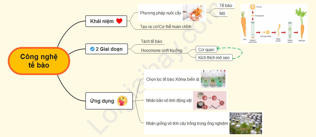 Ứng dụng công nghệ tế bào</>