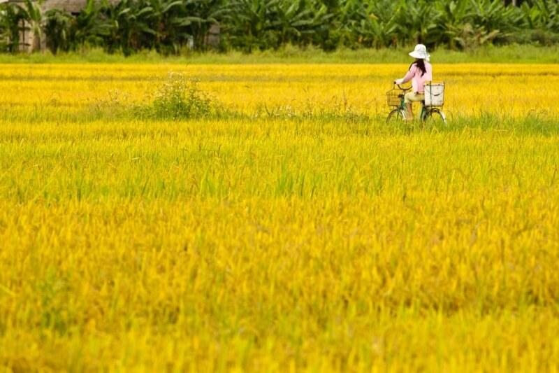 Tả cảnh quê hương em