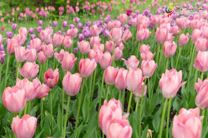 5 bước hướng dẫn cách vẽ hoa tulip bằng màu nước chi tiết