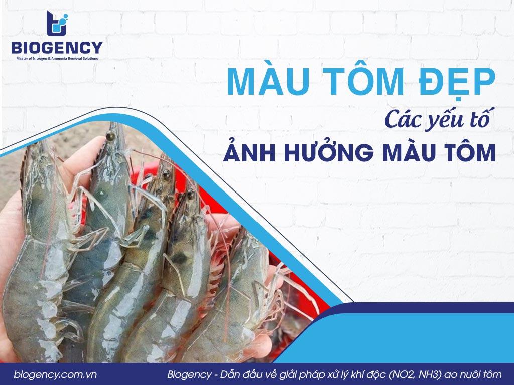 Màu tôm đẹp và các yếu tố ảnh hưởng màu tôm