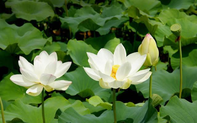 hình ảnh hoa sen trắng