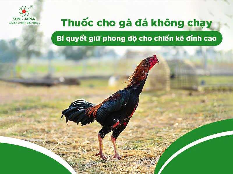 Thuốc cho gà đá không chạy: Bí quyết giữ phong độ cho chiến kê đỉnh cao