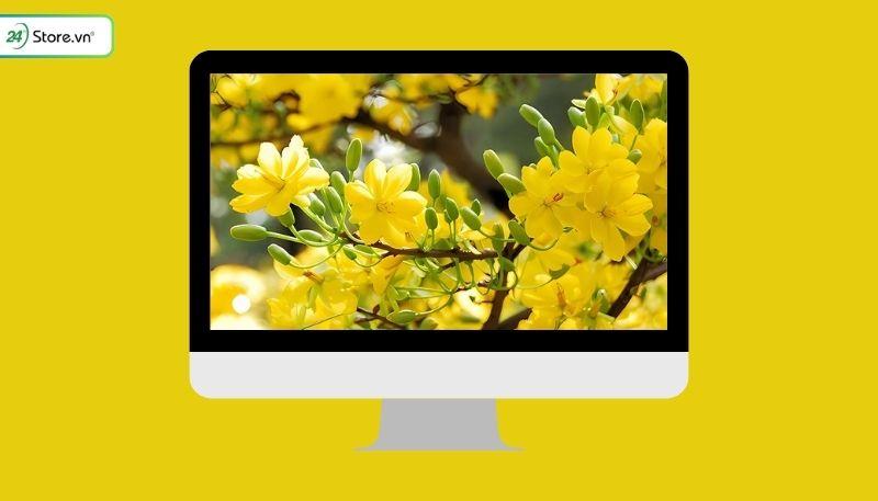 Hình nền hoa Mai Tết cho máy tính