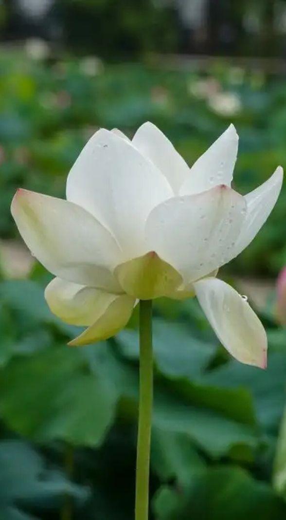 Hình nền hoa sen 1